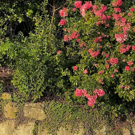 Apartamento Sonnengelb - Fulgenhaus